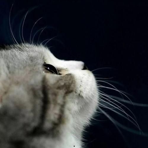 娱乐吃瓜酱不如猫,揭秘娱乐圈幕后那些事儿