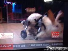 阿达娱乐吃瓜